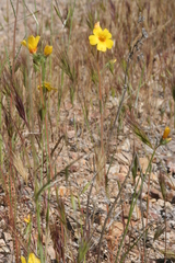 Mentzelia gracilenta
