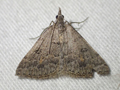 Dichromodes mesogonia