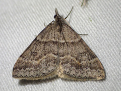 Dichromodes mesogonia