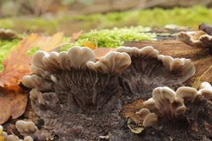 Auricularia mesenterica