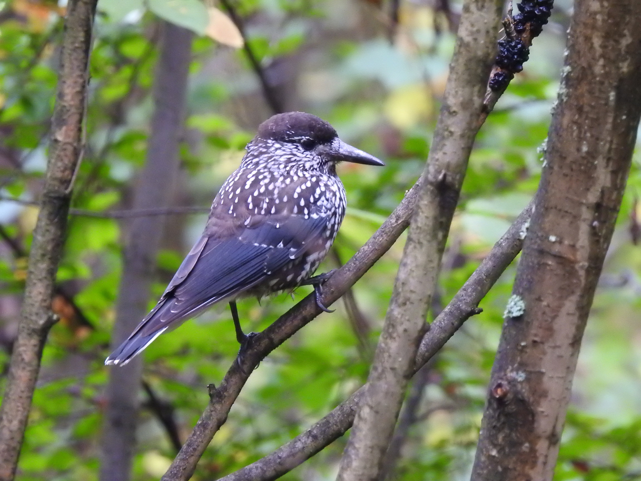 Spotted Nutcracker (Nucifraga caryocatactes)