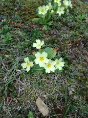 Primula vulgaris