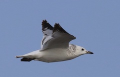 Ichthyaetus relictus