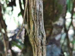 Clematis mauritiana image