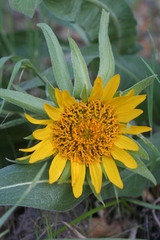 Wyethia helenioides