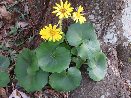 Farfugium japonicum