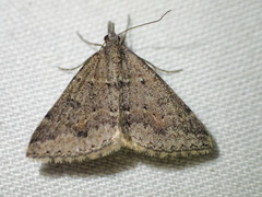 Dichromodes mesogonia