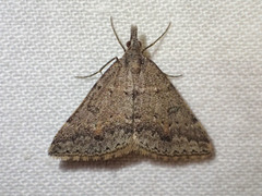 Dichromodes mesogonia