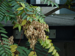 Ailanthus altissima