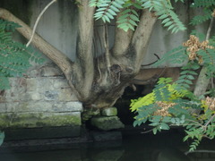 Ailanthus altissima