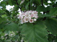 Crataegus chlorosarca