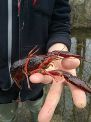 Procambarus clarkii