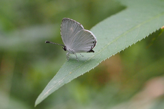 Neopithecops zalmora