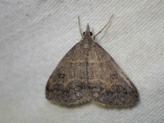 Dichromodes mesogonia