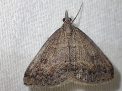 Dichromodes mesogonia