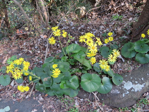 Farfugium japonicum