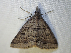 Dichromodes mesogonia