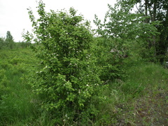 Crataegus chlorosarca