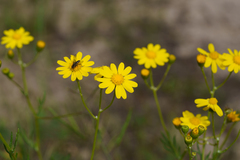 (c) Kym Nicolson, some rights reserved (CC BY) Senecio spanomerus, photograph (c) Kym Nicolson, some rights reserved (CC BY)