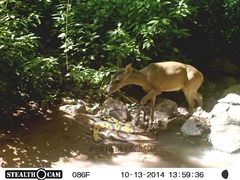 Odocoileus virginianus sinaloae