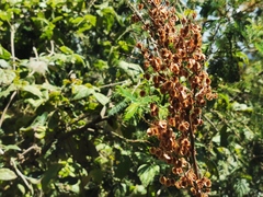 Rumex abyssinicus