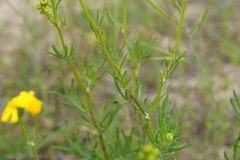 (c) Kym Nicolson, some rights reserved (CC BY) Senecio spanomerus, photograph (c) Kym Nicolson, some rights reserved (CC BY)