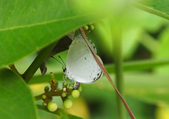 Neopithecops zalmora