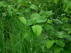 Crataegus chlorosarca
