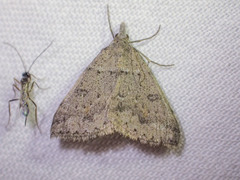 Dichromodes mesogonia