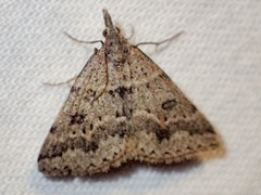 Dichromodes mesogonia