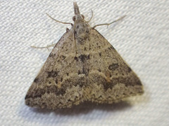 Dichromodes mesogonia