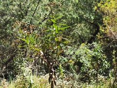 Faujasia salicifolia