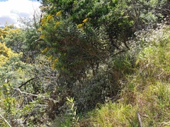 Faujasia salicifolia