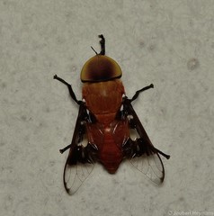 Ancala africana