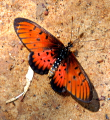 Acraea periphanes
