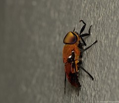 Ancala africana