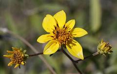 Bahiopsis chenopodina