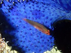 Lachdebere's Pygmy Goby photo 2