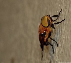 Ancala africana