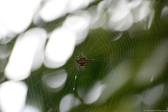 Gasteracantha milvoides