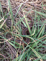 Elgaria coerulea coerulea