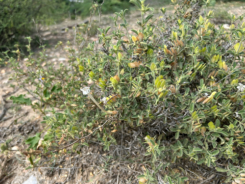 spiny white barleria