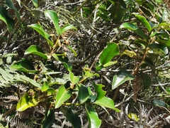 Aphloia theiformis