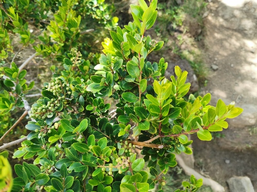 Embelia angustifolia image