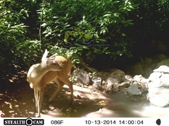 Odocoileus virginianus sinaloae