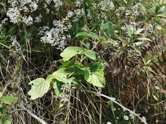 Rubus apetalus