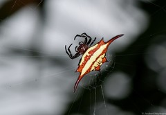 Gasteracantha milvoides