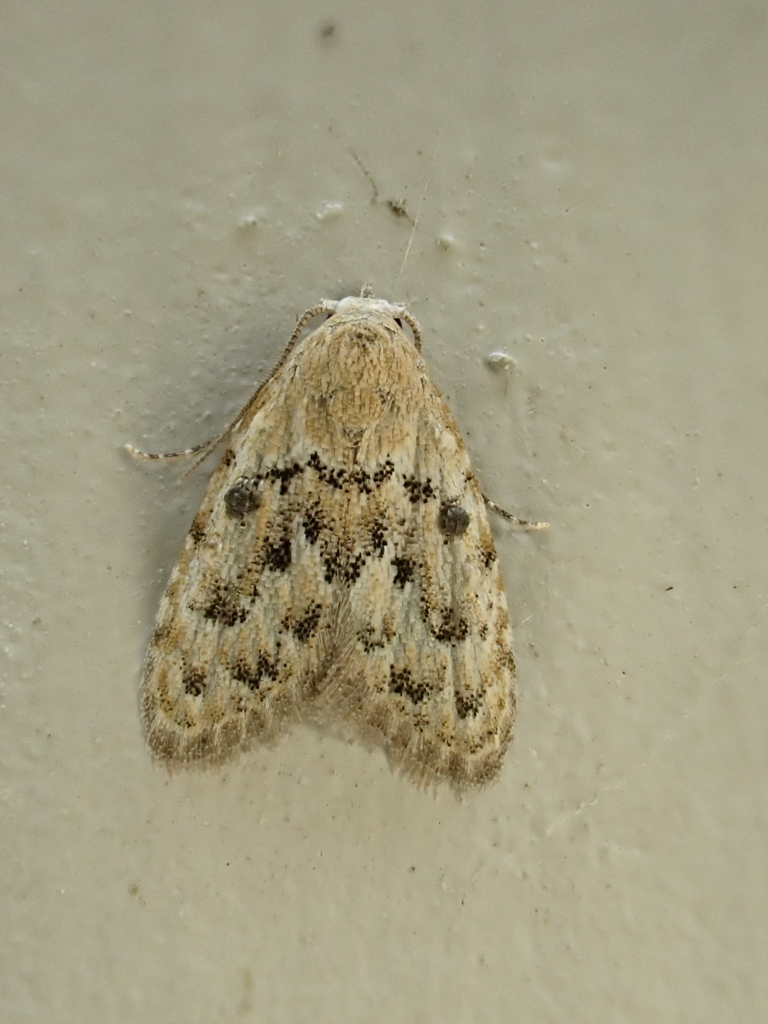 Inouenola nigropunctata