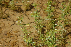 Gratiola quartermaniae