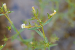 Gratiola quartermaniae